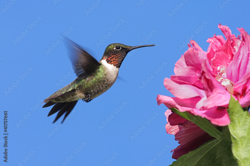 Fototapeta premium Male Ruby-throated Hummingbird (archilochus colubris)