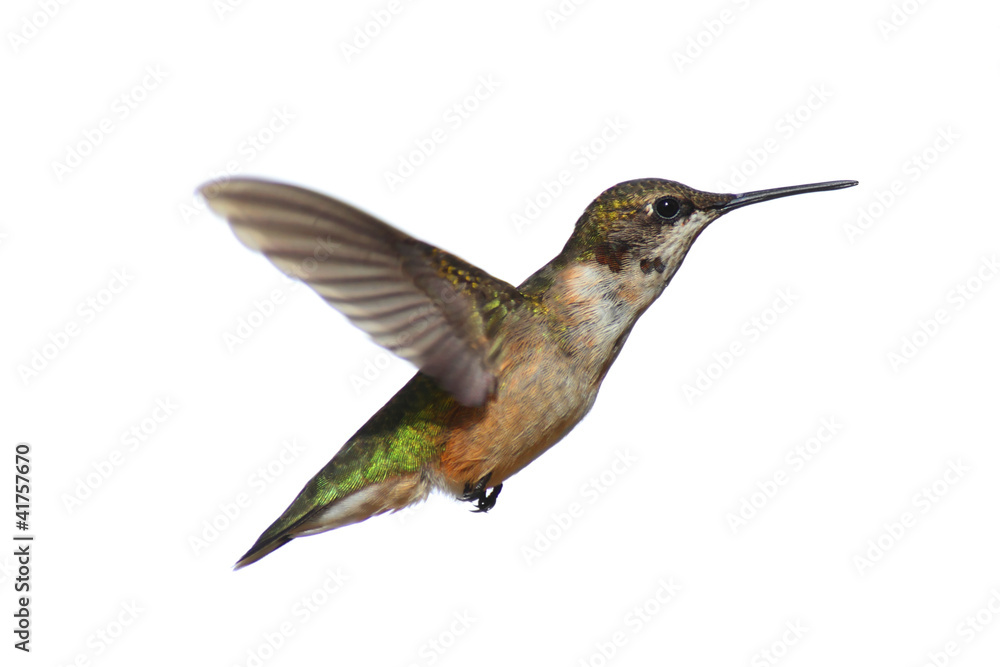 Fototapeta premium Isolated Ruby-throated Hummingbird
