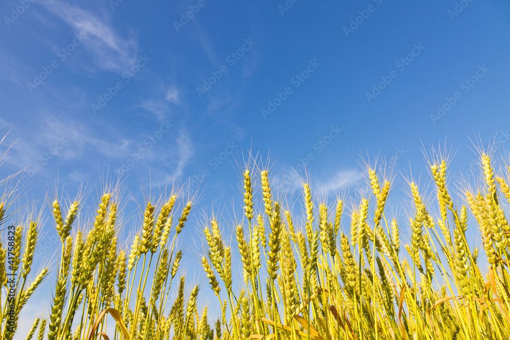 Obraz premium Wheat field