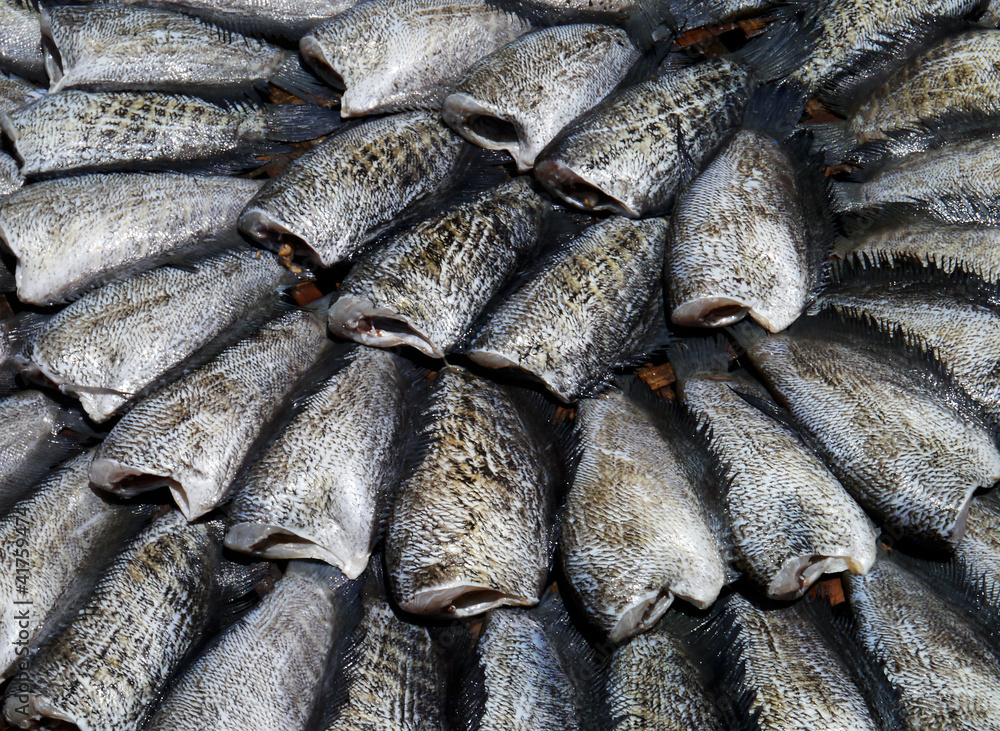 Dry Gourami fish