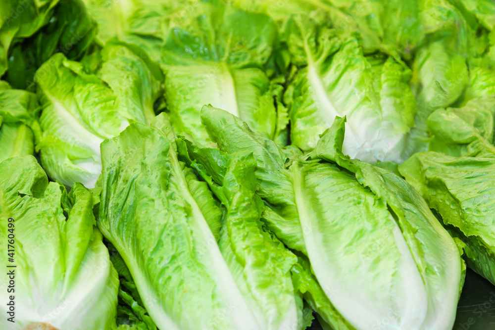 Cabbage Cabbage