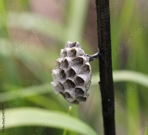 Гнездо бумажной осы в лесу