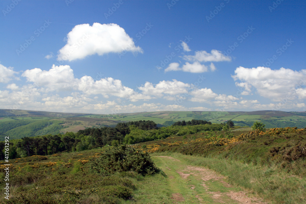 Naklejka premium Path through gorse on Selworthy Beacon in Exmoor