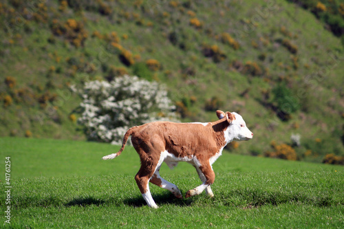 Obraz na płótnie Young calf running on Selworthy Beacon in Exmoor w salonie