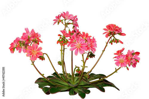 Lewisia, Bitterwurz
