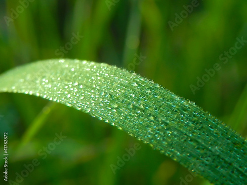 Dew on grass © artur022