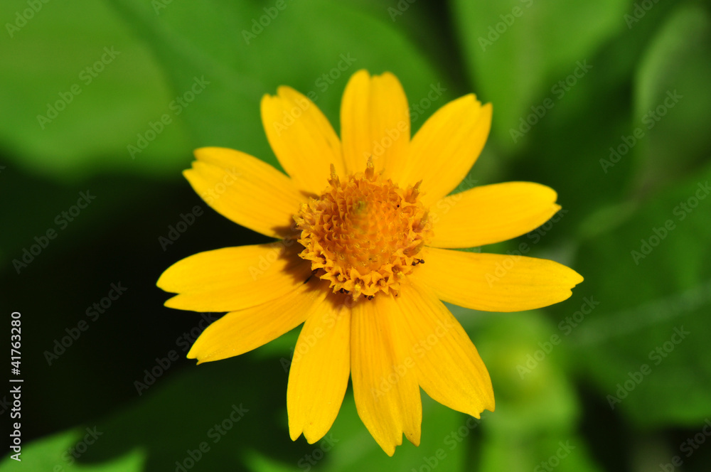 Yellow macro flower on green background Yellow macro flower on green background