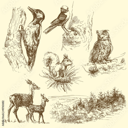 Wallpaper Mural wild animals Torontodigital.ca