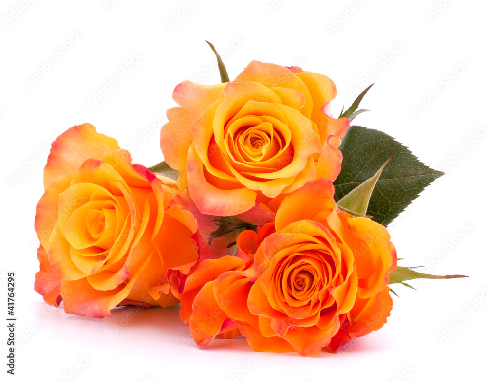 Naklejka premium Three orange roses