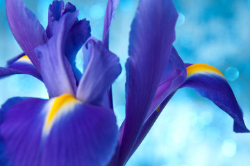 Papier peint photo Iris Fond floral d'iris bleu intense  © Natika