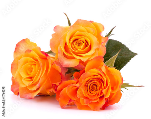 Three orange roses