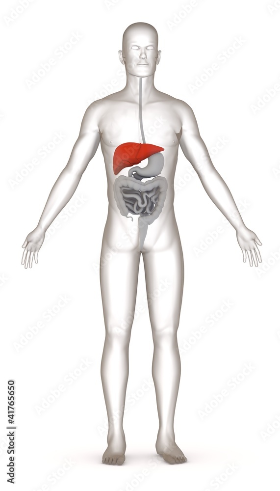 3d render of artificial character with digestive system