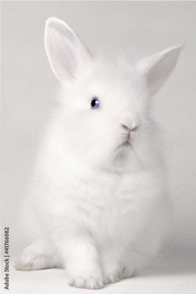 white rabbit white rabbit