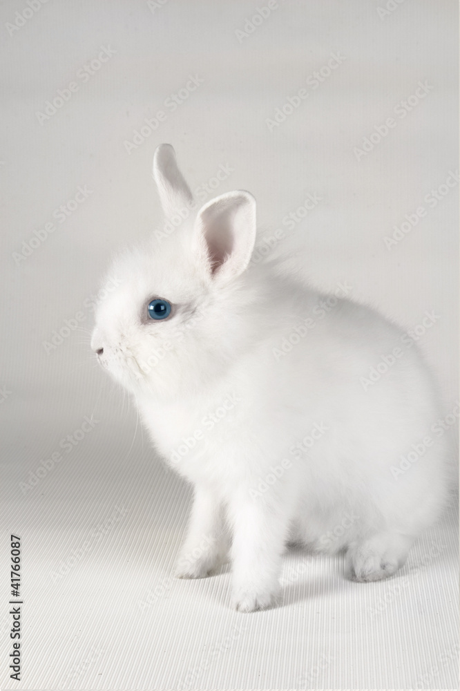 white rabbit white rabbit