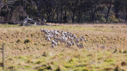Sheep grazing. Tablelands near Oberon. NSW. Australia.