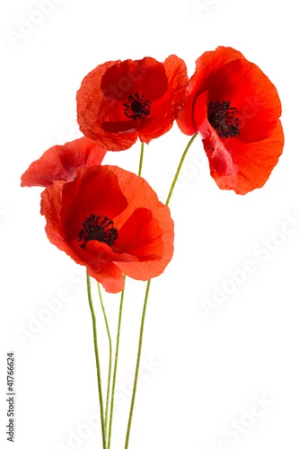 Naklejka na ścianę maki