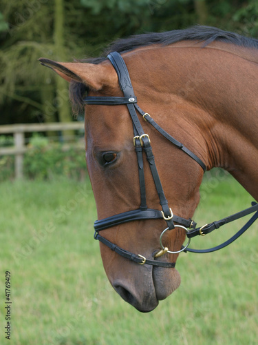 Horse in bridle head shot