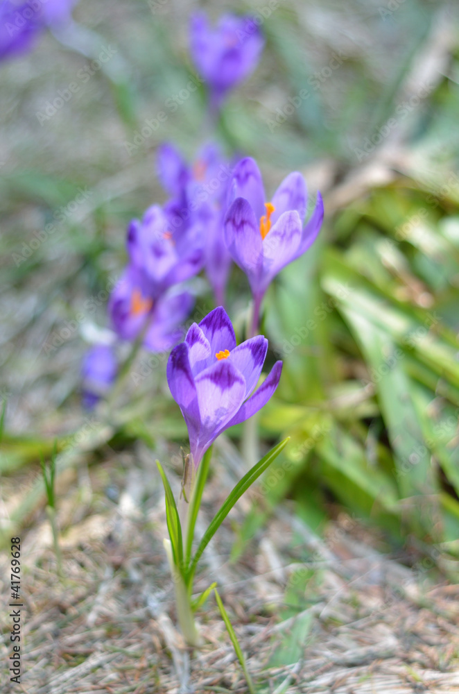 Group of beautiful blooming purple