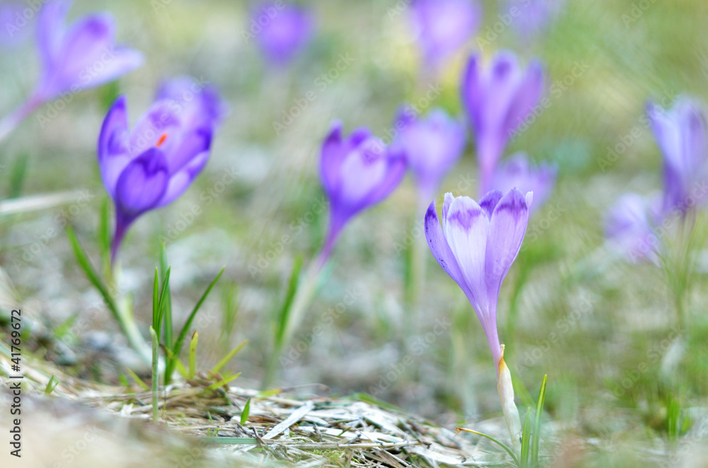 Violet crocuses growing
