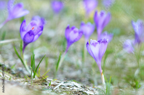 Obraz na płótnie Violet crocuses growing w salonie