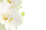orquídea blanca sobre fondo blanco
