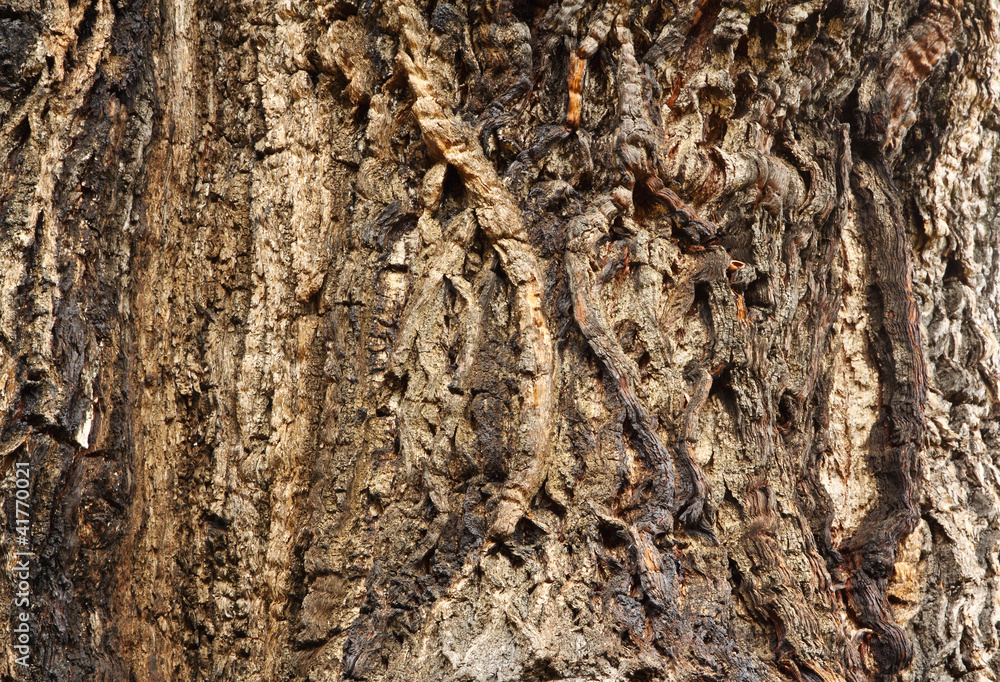 Old tree bark texture Old tree bark texture