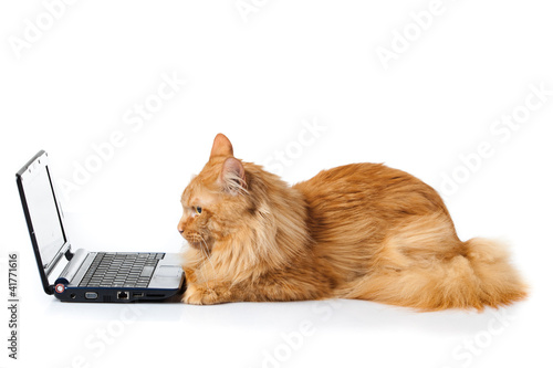 Maine Coon cat on white background. photo