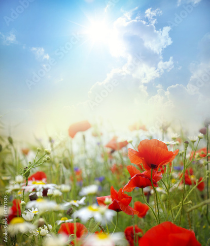 Fototapeta Naklejka Na Ścianę i Meble -  Poppy flower