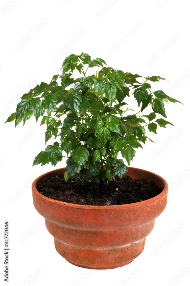 Stereospermum Stereospermum
