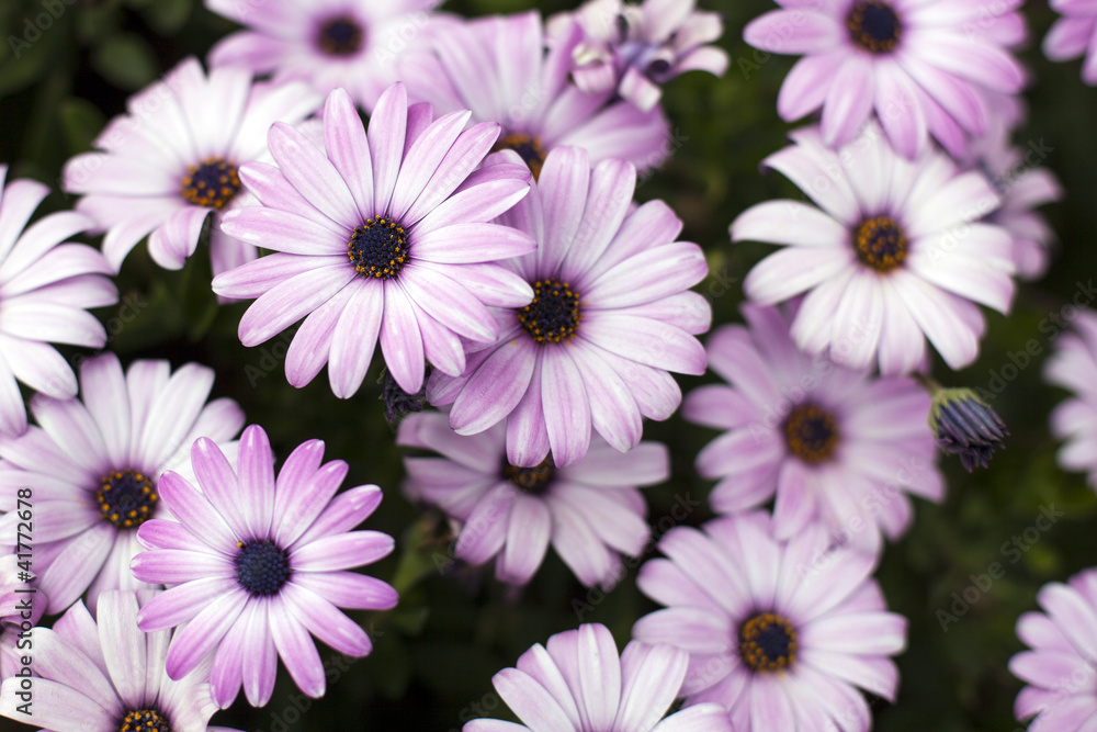 Purple Daisies Purple Daisies
