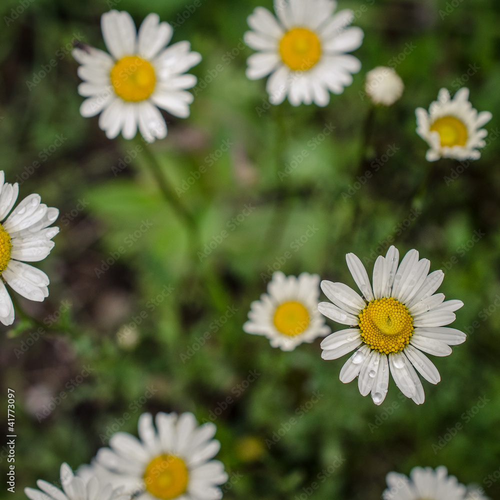 Obraz premium Blooming wild flowers in a meadow