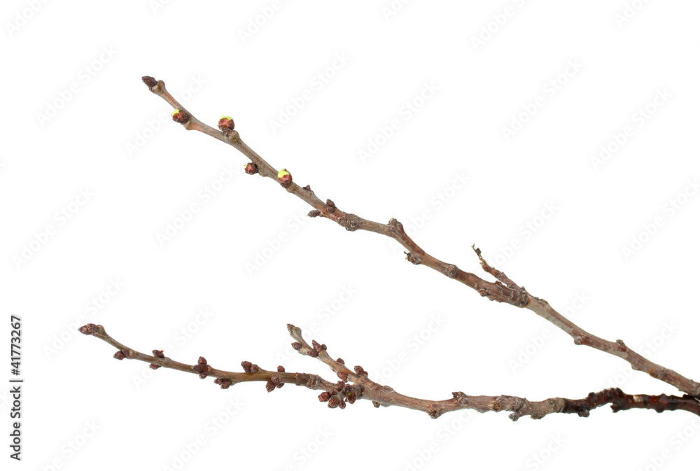 beautiful apricot blossoms  isolated on white