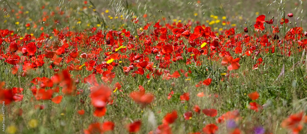 view of field of red poppys