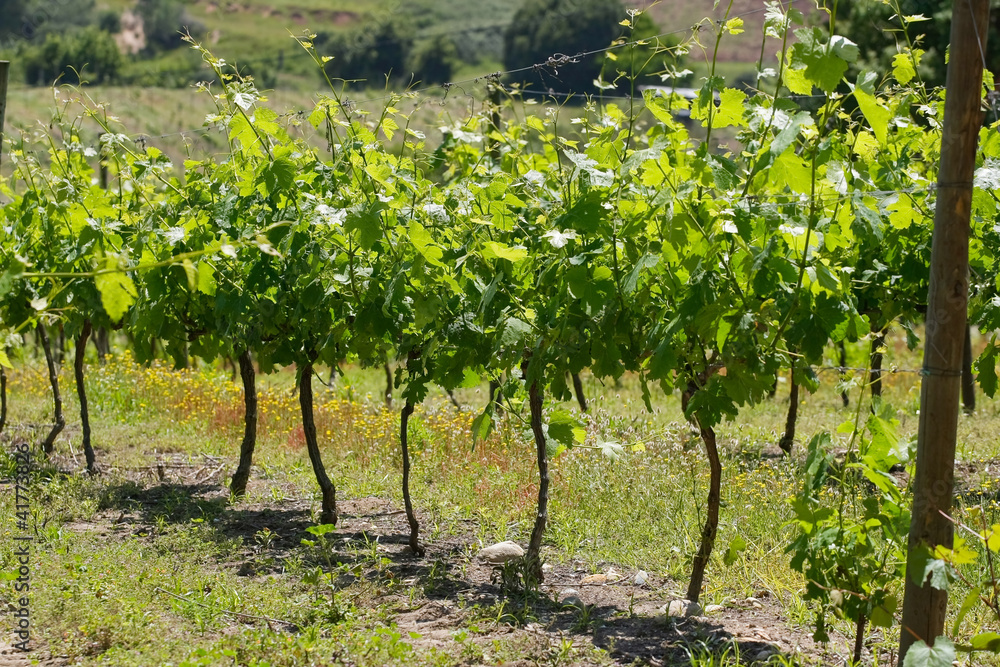 view of new plants in vineyard