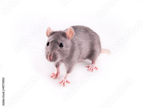 Rat isolated