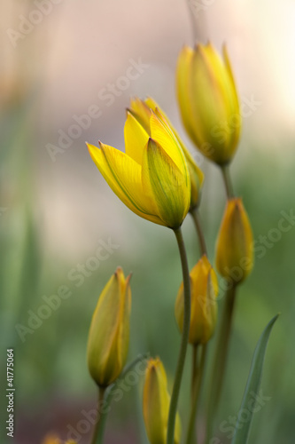 Spring wild tulips