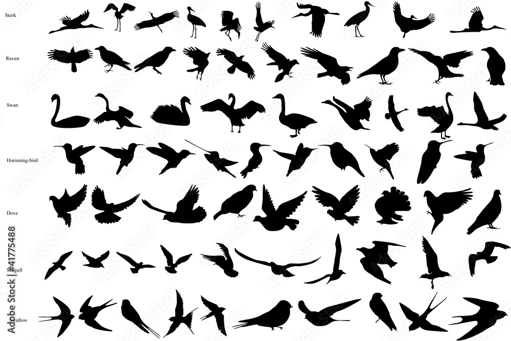 Obraz premium Wektorowe sylwetki ptaki