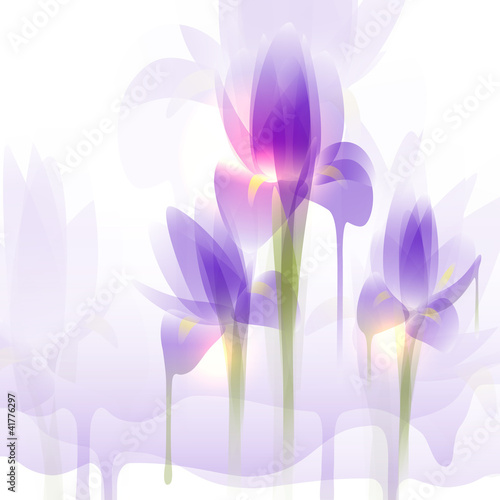 Iris flowers, vector illustration