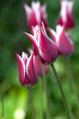 Variety tulips