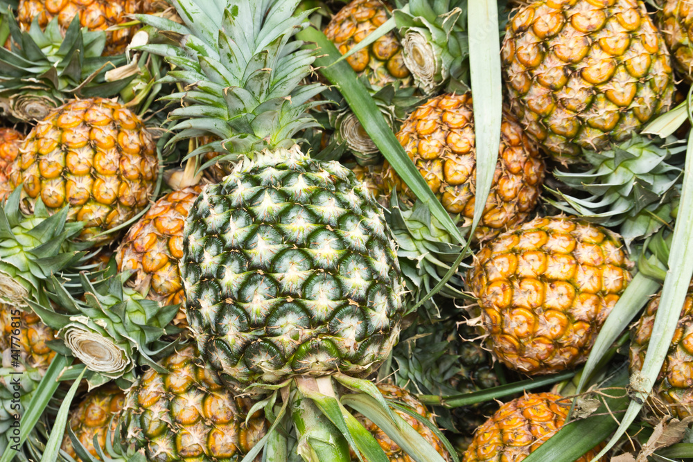 Group of ripe pineapples and the green one Group of ripe pineapples and the green one
