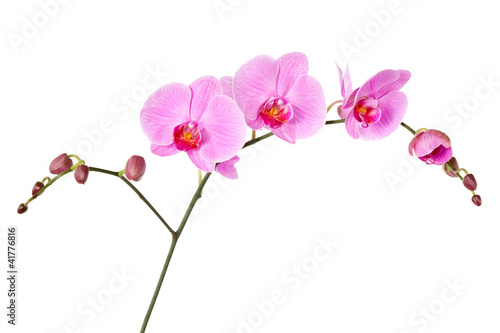 Pink orchid isolated on a white