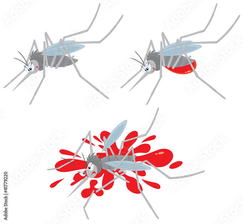 mosquito sucking blood and crushed