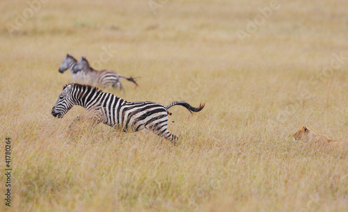 The zebra was frightened of a lioness