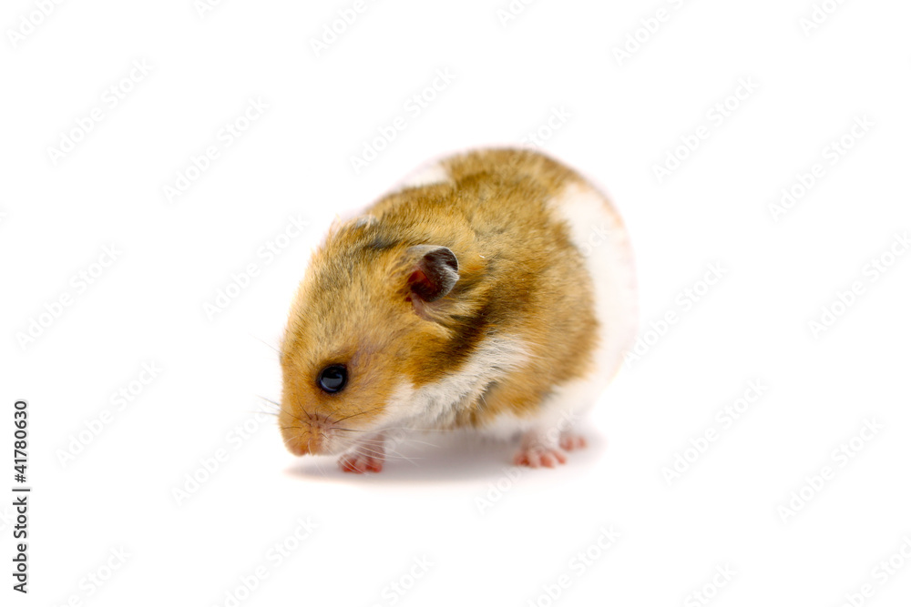 Golden hamster isolated on white Golden hamster isolated on white