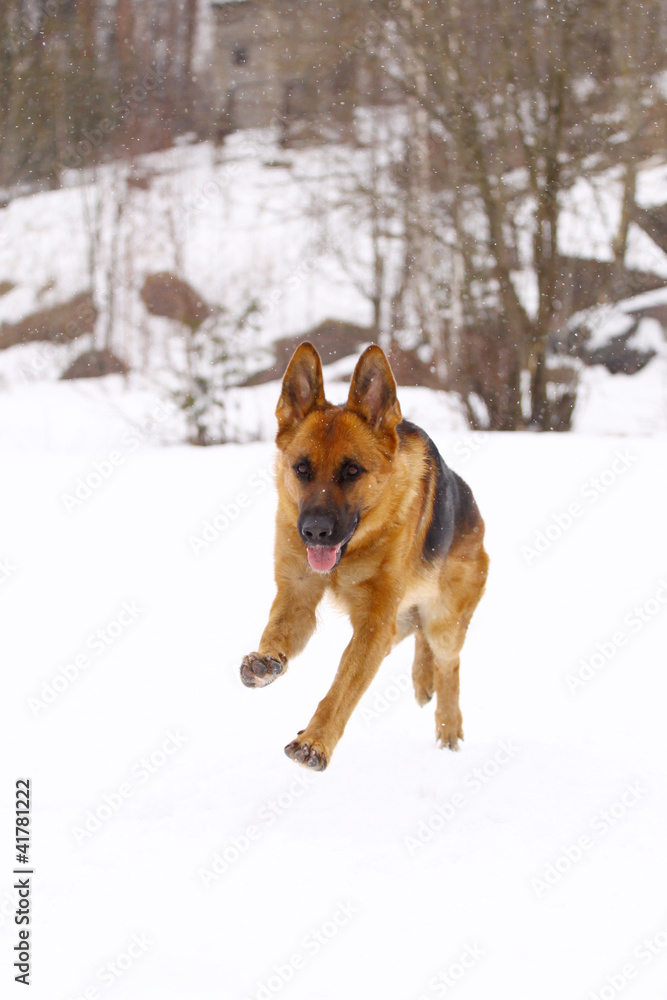 German Shepherd dog, running on the snow German Shepherd dog, running on the snow