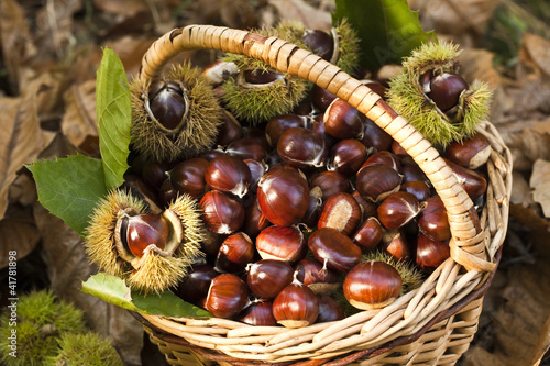 Close up of chestnut harvest in wicker basket