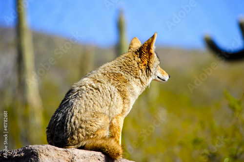 Coyote photo