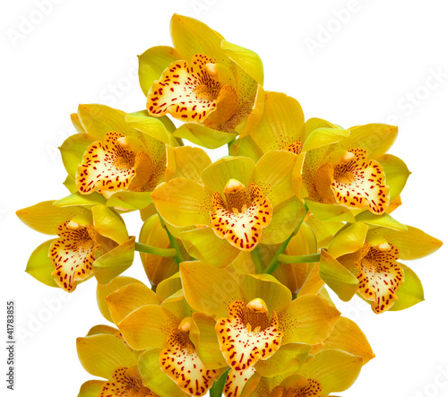 orchid isolated on white background