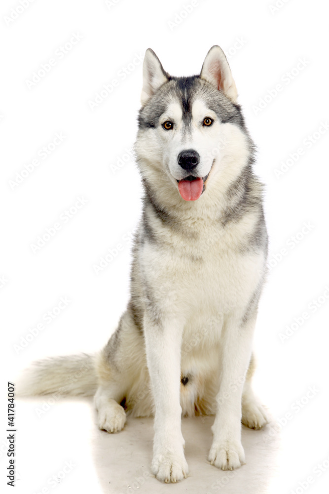 Siberian Husky isolated on the white background Siberian Husky isolated on the white background