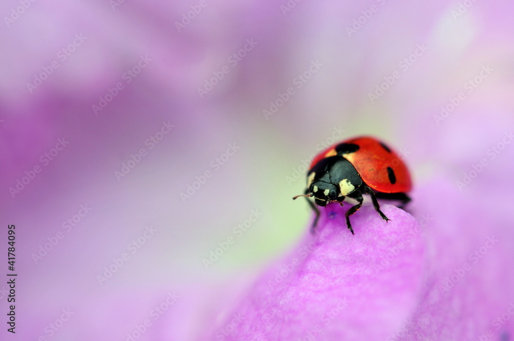 ladybug ladybug
